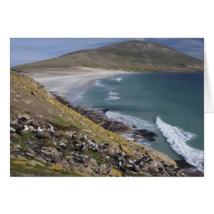 Islas Malvinas, West Falkland, Saunders
