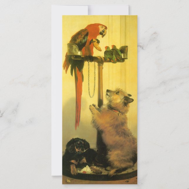 Islay, Tilco, una macao y aves amorosas de un past (Anverso)