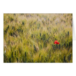 Italia, Toscana, Amapola solitaria en trigo de pri