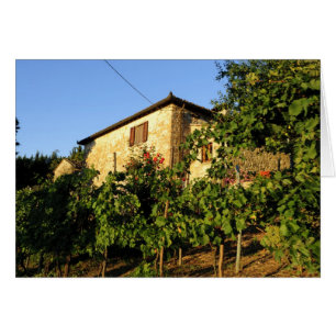 Italia, Toscana, Greve. Escenas vinícolas de final