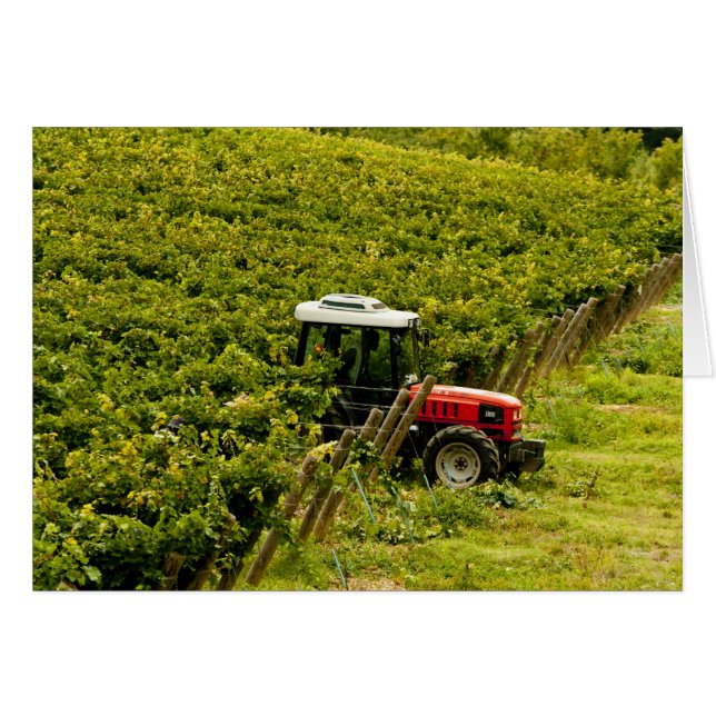 Italia, Toscana, Greve. Pickers trabajando durante (Anverso (Horizontal))