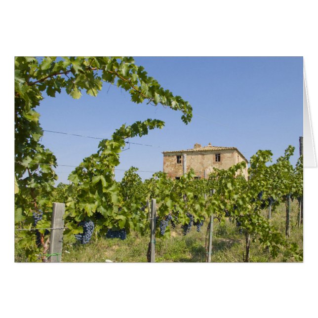 Italia, Toscana, Montepulciano. Uvas de vino prepa (Anverso (Horizontal))