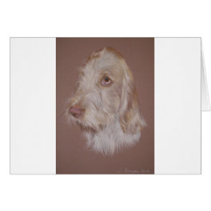 Italiano Spinone