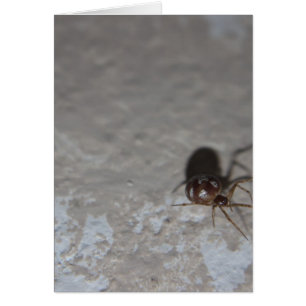 Itsy Bitsy Spider