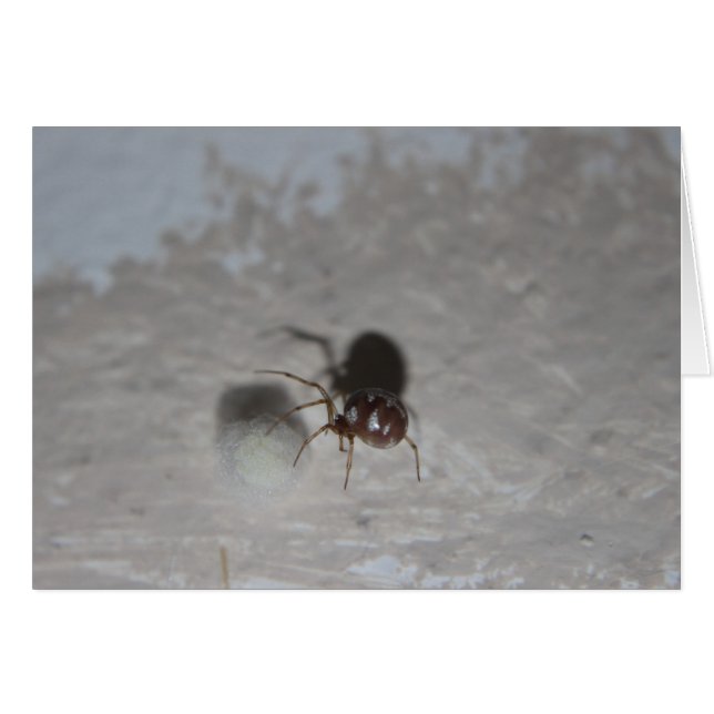 Itsy Bitsy Spider #2 (Anverso (Horizontal))