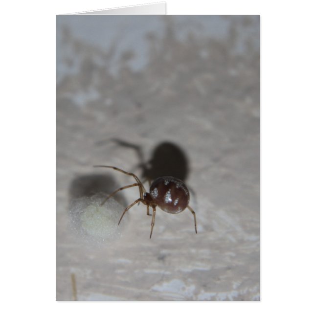 Itsy Bitsy Spider #2 (Frente)