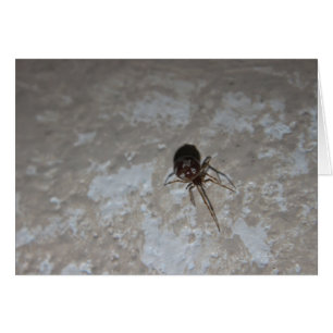 Itsy Bitsy Spider #3