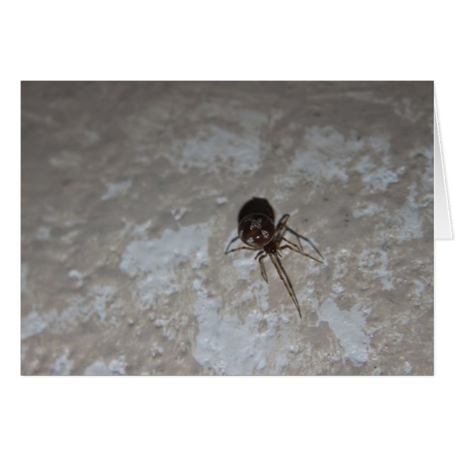 Itsy Bitsy Spider #3 (Anverso (Horizontal))