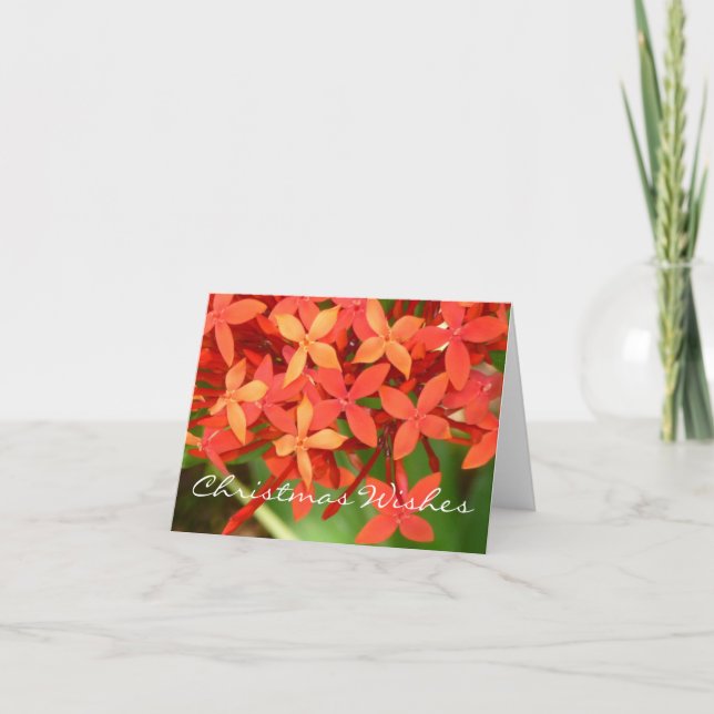 Ixora florece navidad Notecard (Anverso)