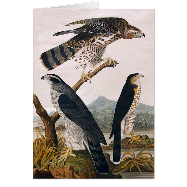 J.J. Audubon (Goshawk, Stanley Hawk) (1829) (Frente)