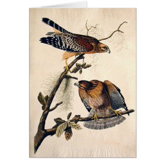 J.J. Audubon (halcón llevado a hombros rojo)