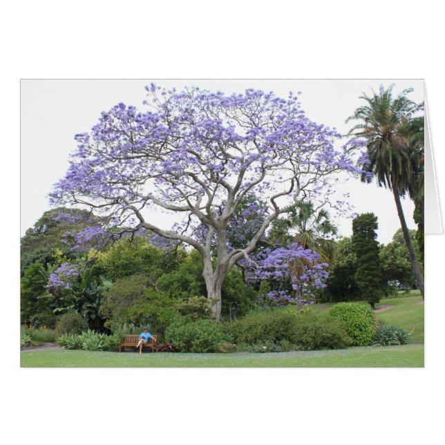 Jacaranda Tree (Anverso (Horizontal))
