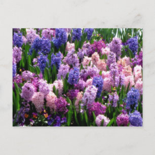 Jacinto común floral de la postal