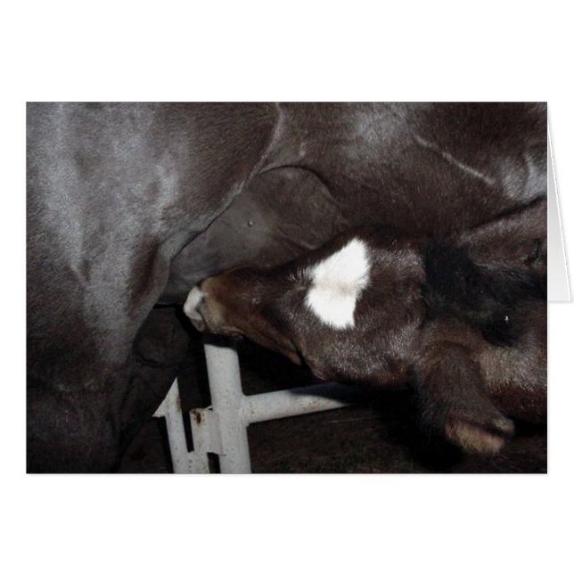 Jack Nusing (Anverso (Horizontal))