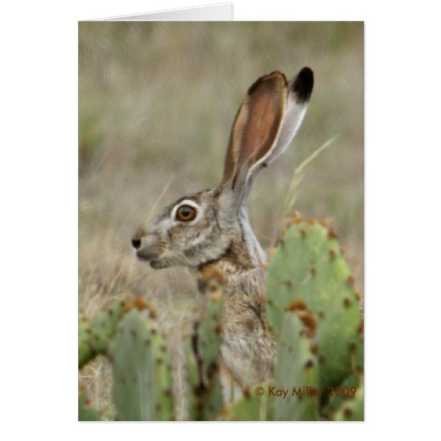 Jack Rabbit - Cactus - 2 - 2009 (Frente)