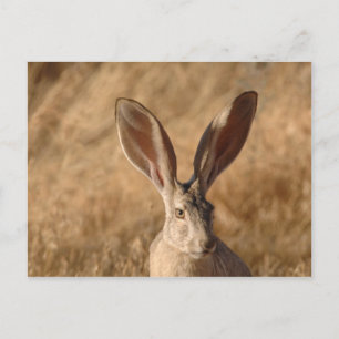 Jack rabbit con una postal de orejas grandes