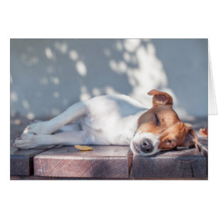 Jack Russel En El Porche Otoño