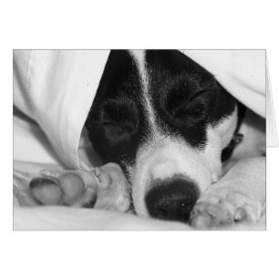Jack Russel / Rat terrier mix en cubiertas