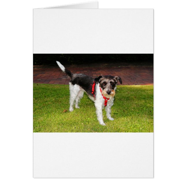 jack russel terrier (Frente)