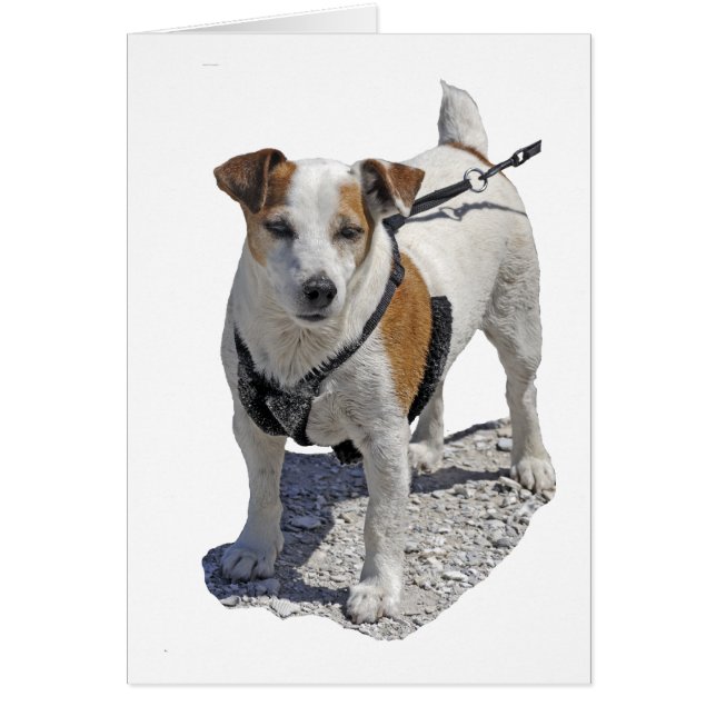 Jack Russell Dog (Frente)