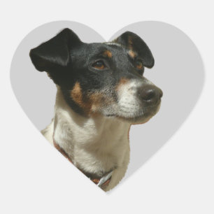 Jack Russell Dog pegatina de corazón