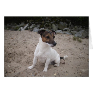 Jack Russell klein Hund