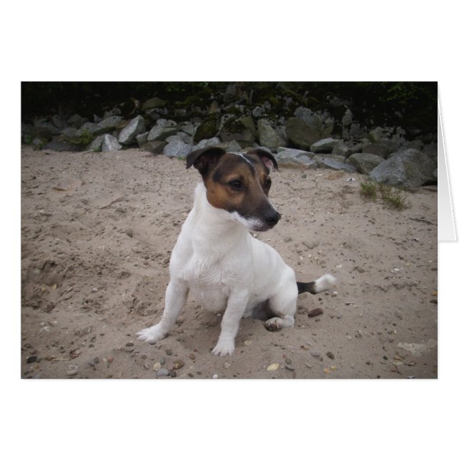 Jack Russell klein Hund (Anverso (Horizontal))