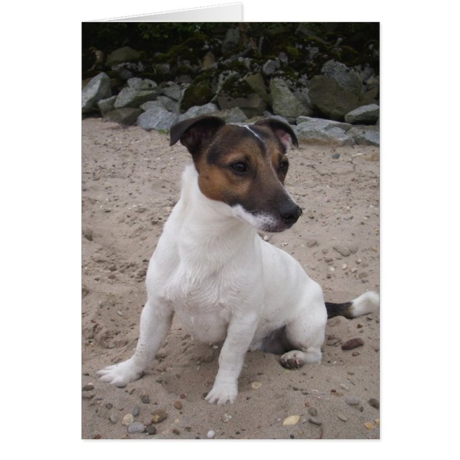 Jack Russell klein Hund (Frente)