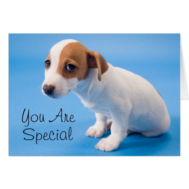 Jack Russell Puppy (Anverso (Horizontal))