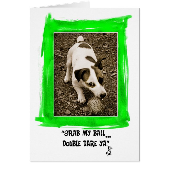 Jack Russell Terrier (Frente)