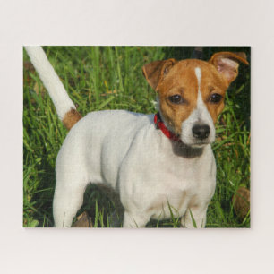 Jack Russell Terrier Cuppy Dog Jigsaw Puzzle