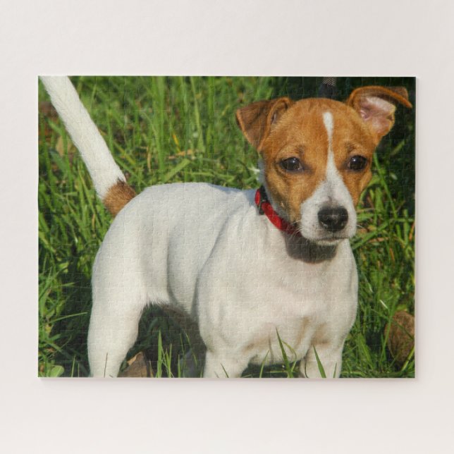 Jack Russell Terrier Cuppy Dog Jigsaw Puzzle (Horizontal)