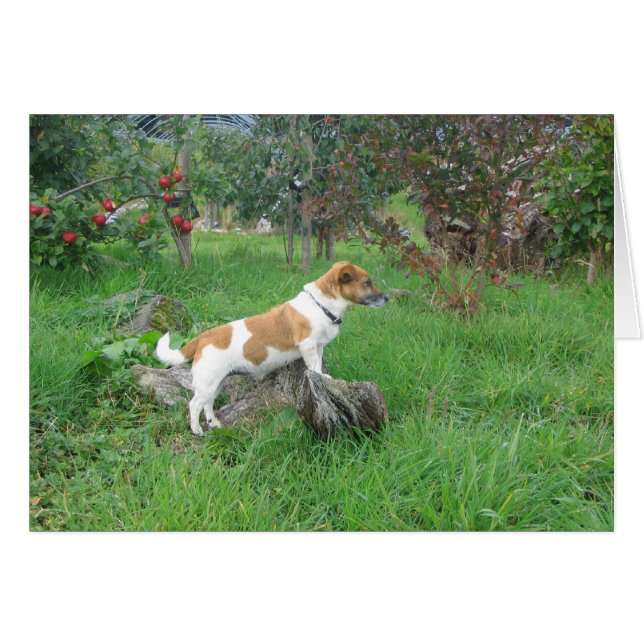 Jack Russell Terrier en Rock (Anverso (Horizontal))