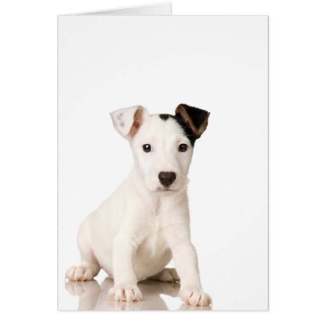 Jack Russell Terrier Puppy (Frente)