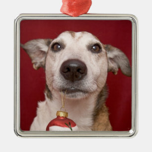 Jack Russell Terrier que sostiene el ornamento del