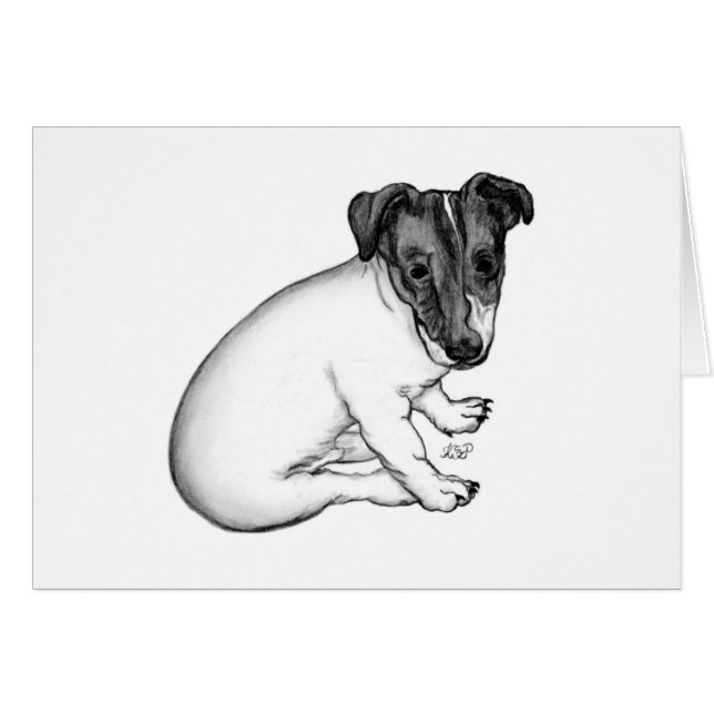 Jack Russell Welpe 10 Wochen alt (Anverso (Horizontal))