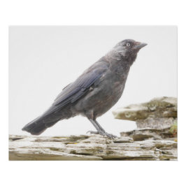 Jackdaw Poster
