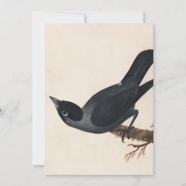 Jackdaw | William Lewin (Anverso)