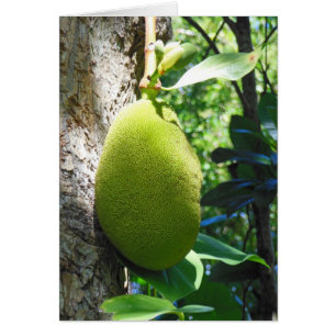 Jackfruit