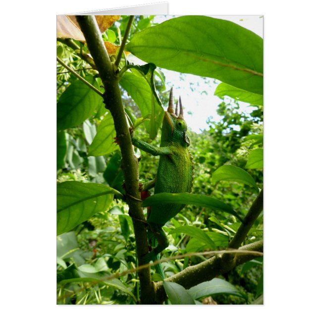 Jackson Chameleon (Frente)