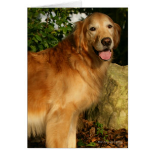 Jadeo del golden retriever
