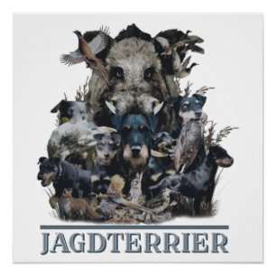 Jagdterrier, Poster alemán del Terrier Cazador