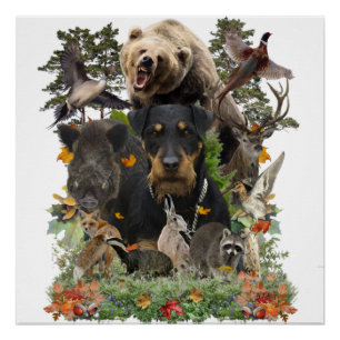 Jagdterrier, Poster alemán del Terrier Cazador