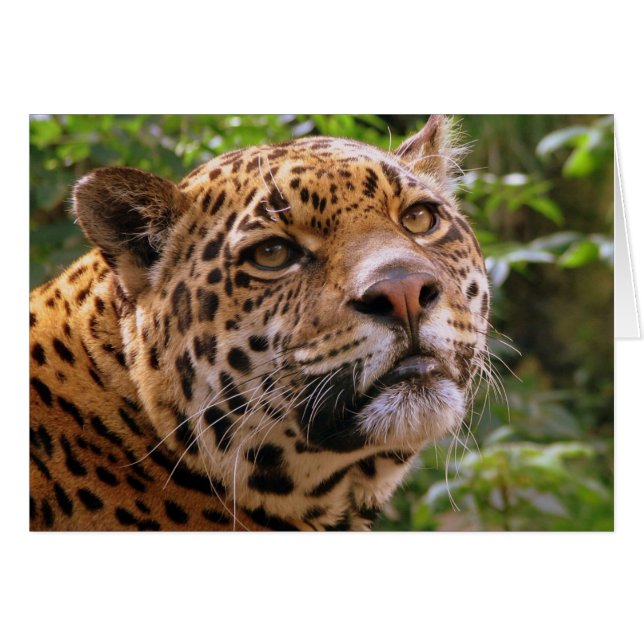 Jaguar (Anverso (Horizontal))
