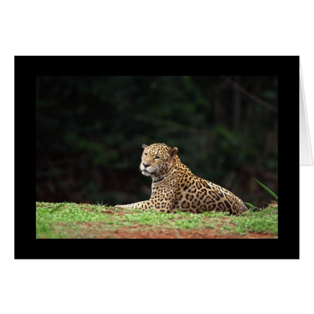 Jaguar Lounging (Anverso (Horizontal))