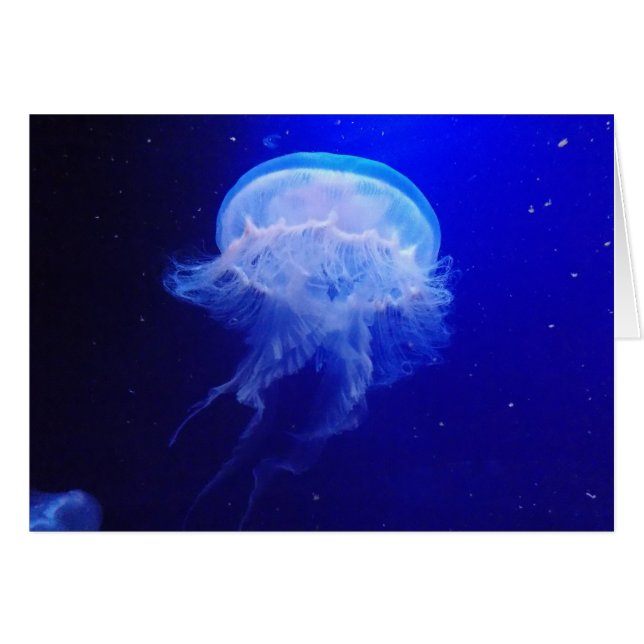 Jalea Bely (Anverso (Horizontal))