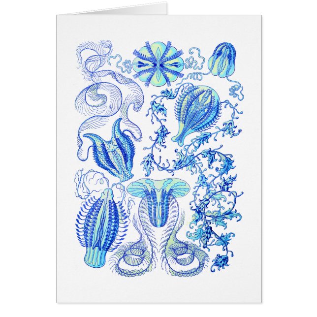 Jaleas de peine (Frente)