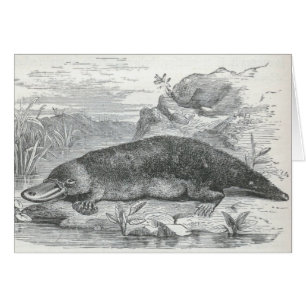 James Johonnot - Ornithorhynchus - Platypus