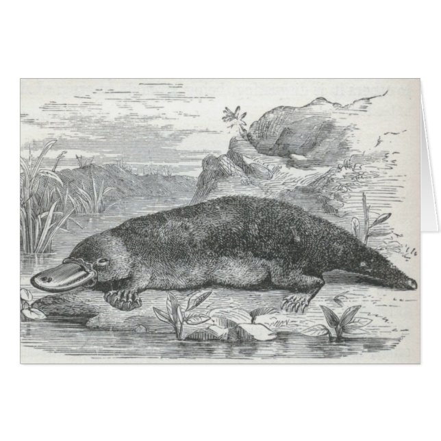 James Johonnot - Ornithorhynchus - Platypus (Anverso (Horizontal))