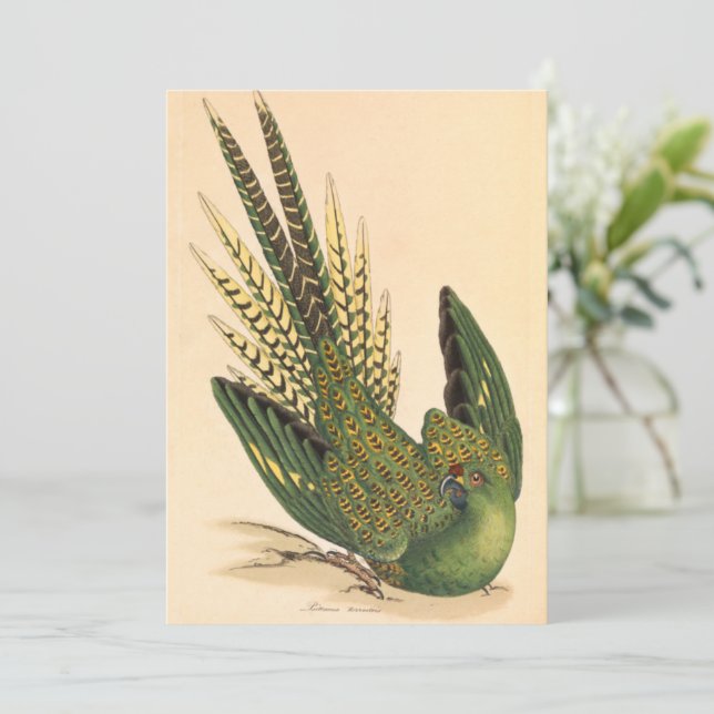 James Sowerby Ground Parrot, Psittacus terrestres (Anverso de pie)